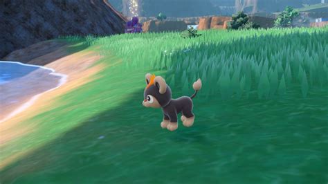 Pokemon Scarlet and Violet: How to Evolve Litleo .